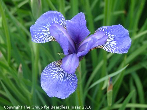 Wealden Butterfly (2)
